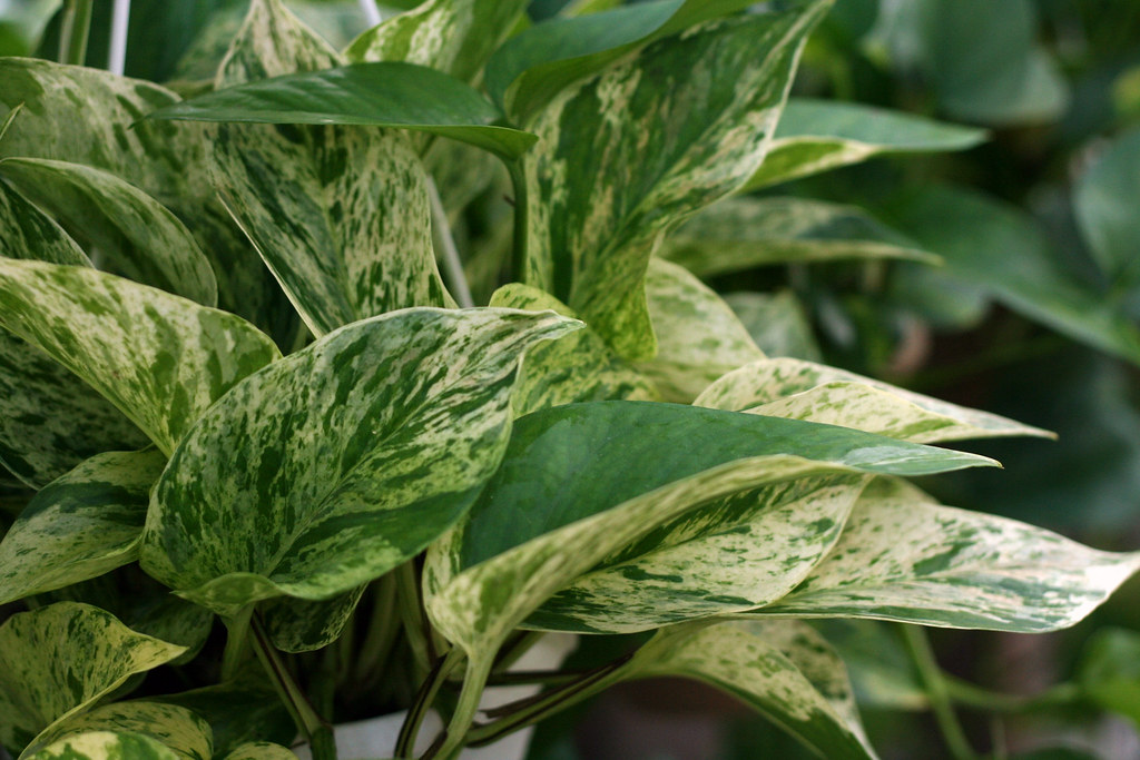De Magie van de Epipremnum Marble Queen: Verzorging, Voordelen en Stylingtips